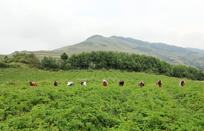 云新闻观察丨“无云药、难成方”，云南中医药底气从何而来？